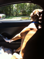 HIV community advocate Heather's dog looking out a car window