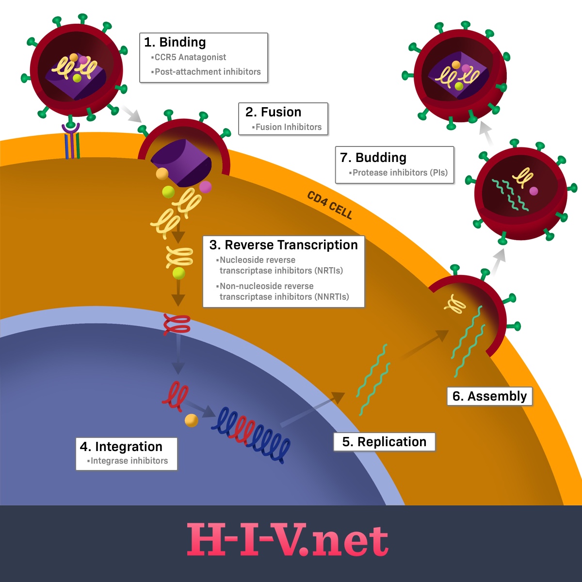 Where HIV drug classes target the HIV life cycle including binding, fusion, reverse transcription, integration, replication, assembly, and budding