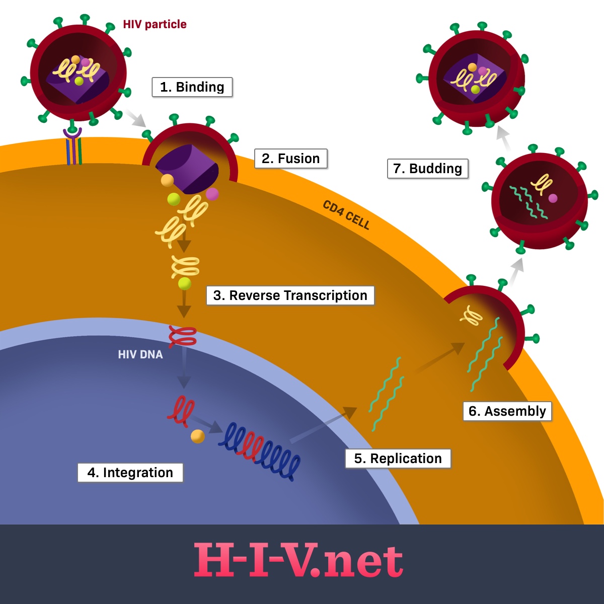 Steps of the HIV life cycle: binding, fusion, reverse transcription, integration, replication, assembly, and budding