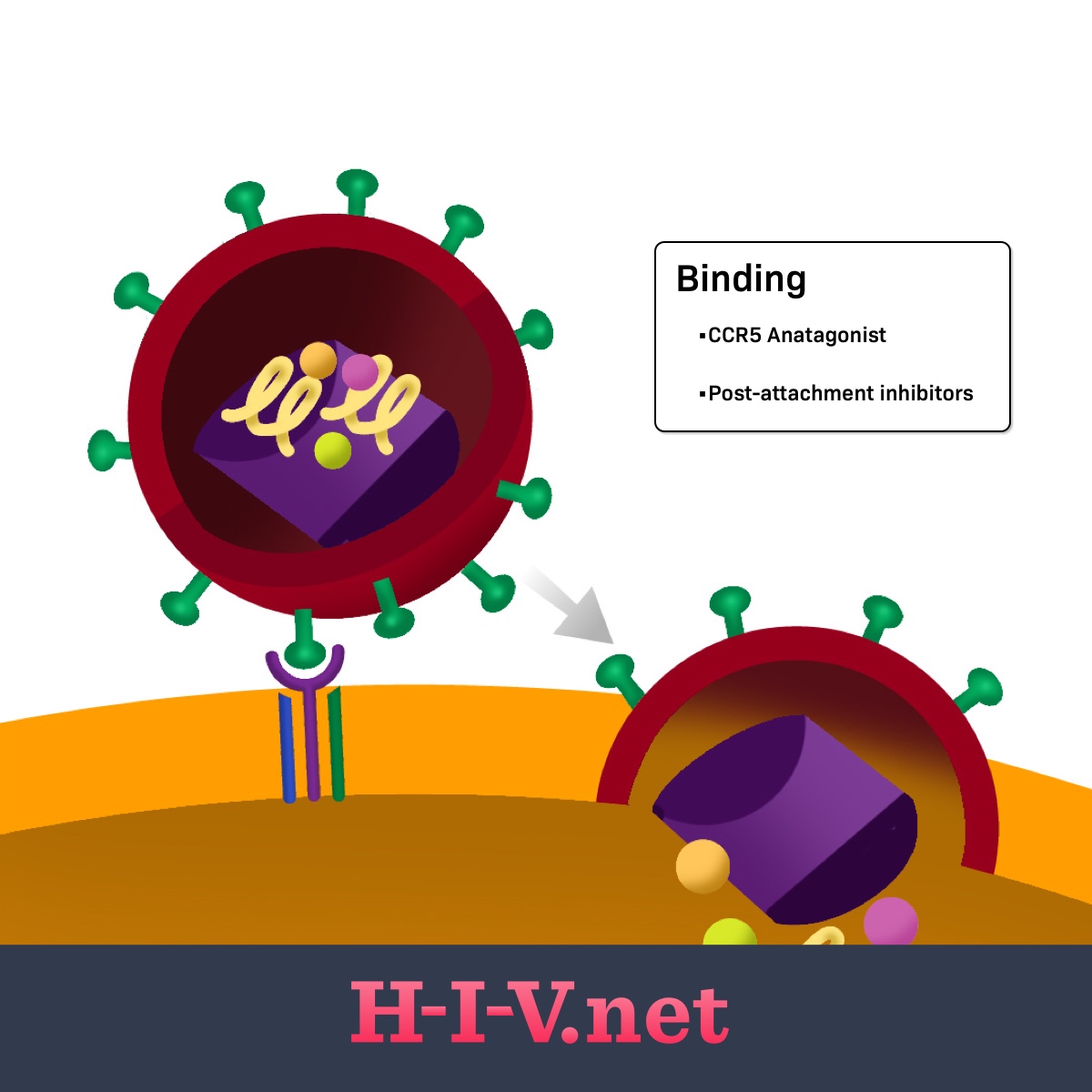 CCR5 antagonists targets binding in the HIV life cycle