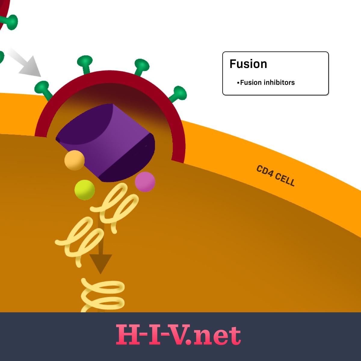 Fusion inhibitors target fusion in the HIV life cycle