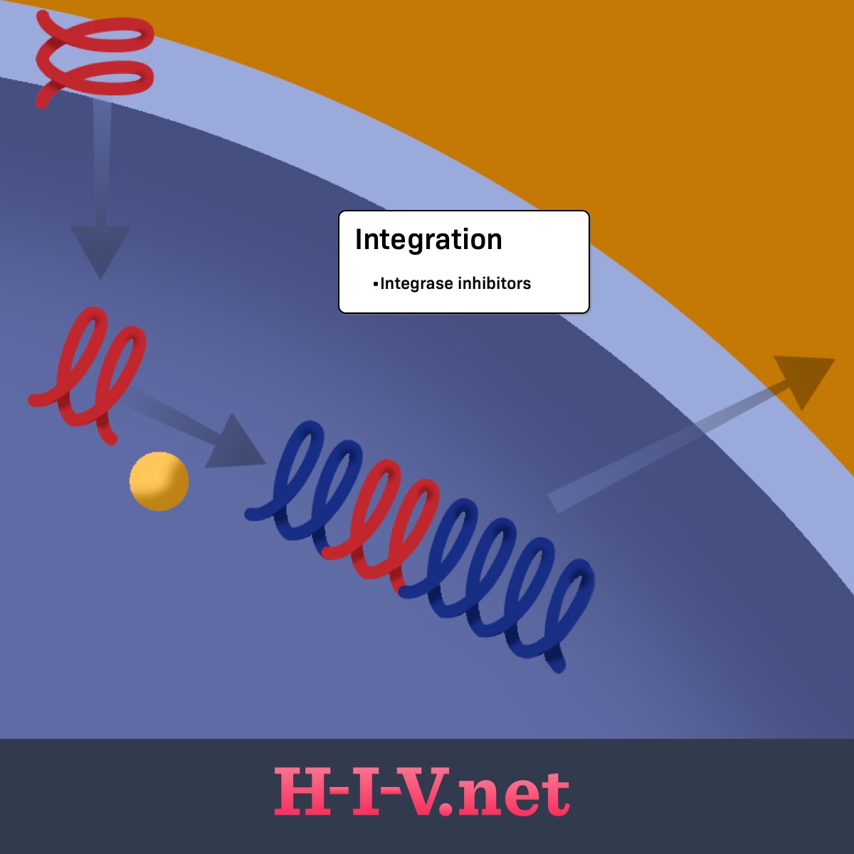Integrase inhibitors target integration in the HIV life cycle