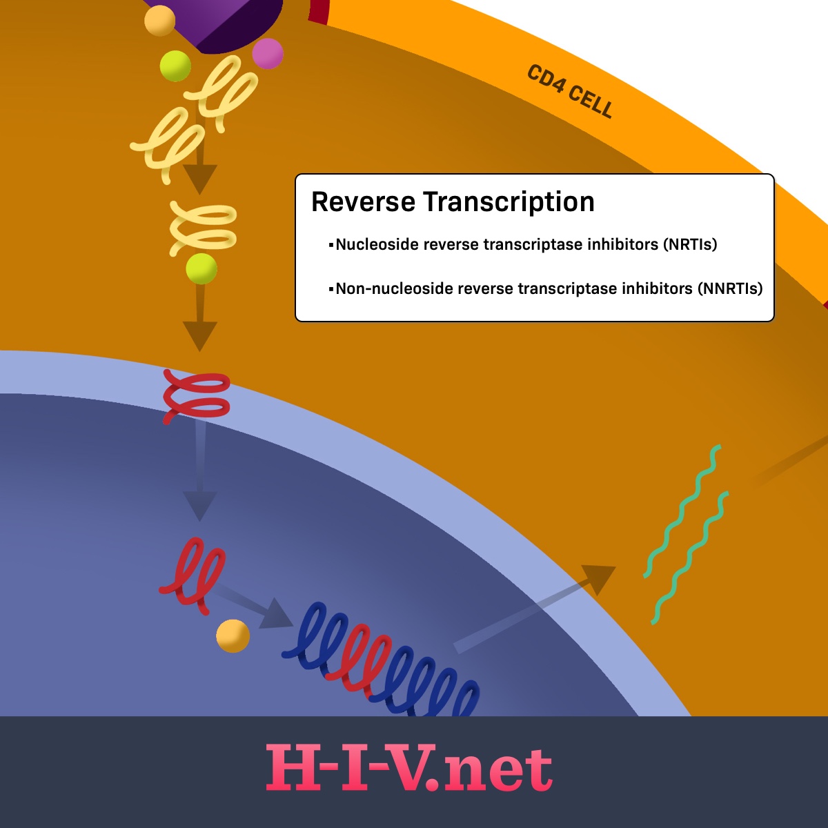 NRTIs target reverse transcription in the CD4 Cell in the HIV life cycle