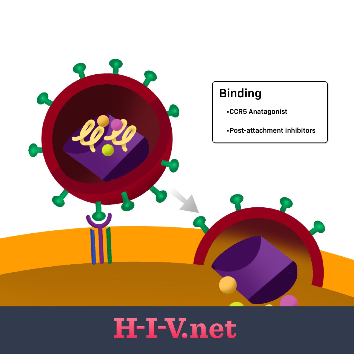 Post-attachment inhibitors target binding in the HIV life cycle