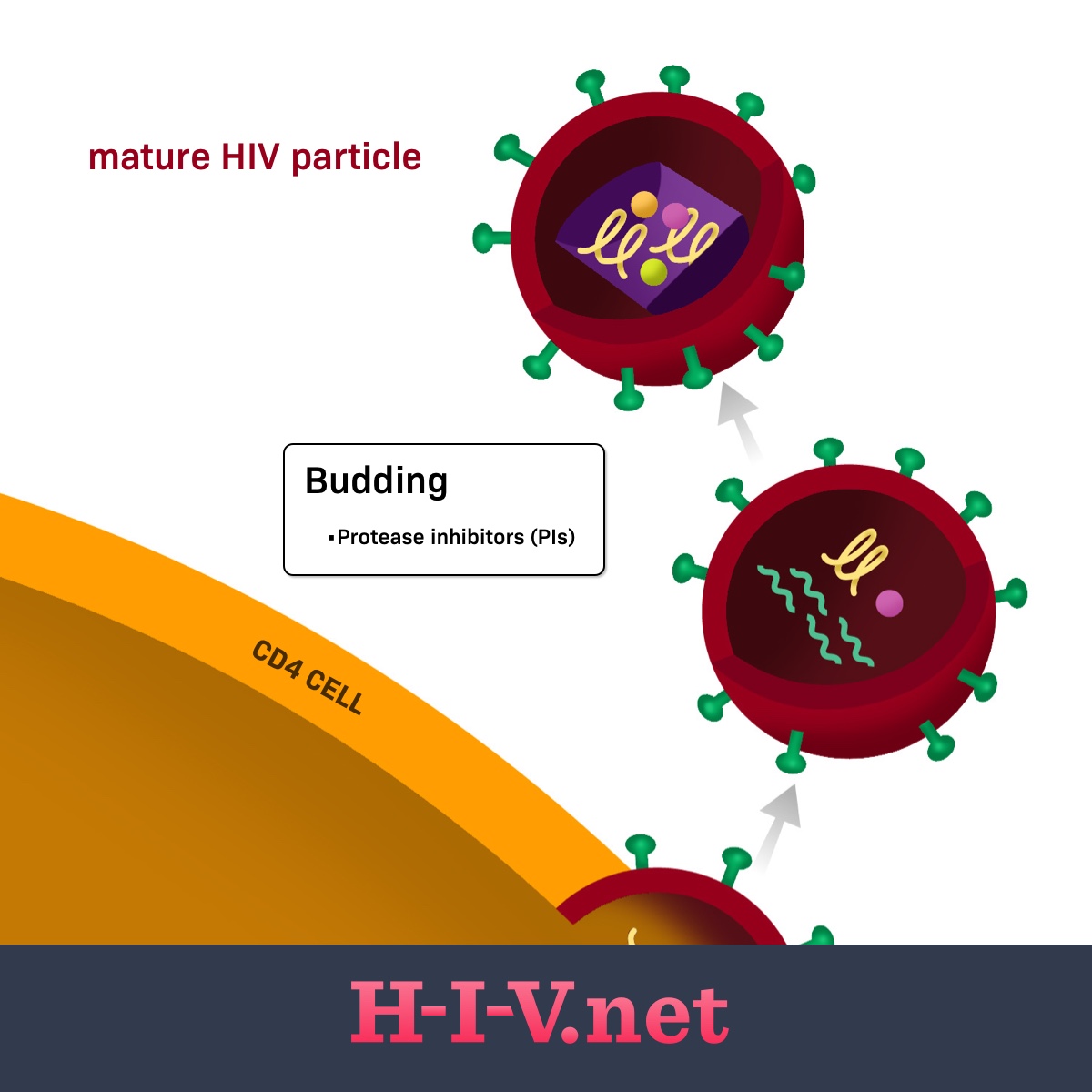 a HIV cell budding from and CD4 cell and the mature HIV particle