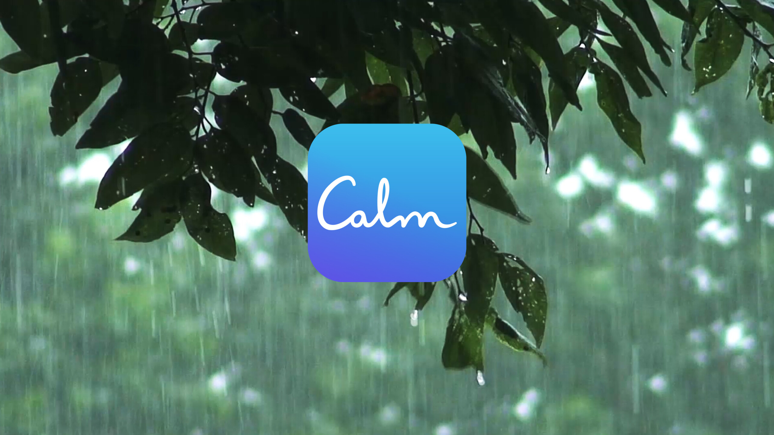 Calm app logo in front of trees with falling rain